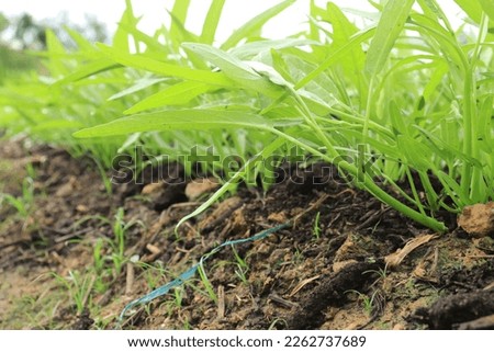 Green water spinach plants in growth at vegetable garden, vegetable in southeast asia, Indonesia and China 