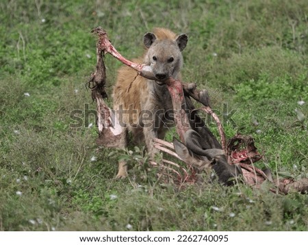 Hyena with a carcass of a dead wildebeest