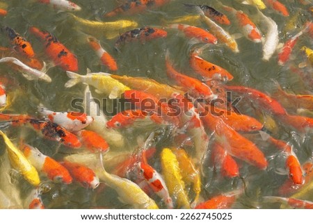 Japan koi fish or Fancy Carp swimming in a black pond fish pond. Popular pets for relaxation and feng shui meaning. Popular pets among people. 