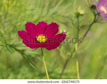 Deep red Cosmos bipinnatus flower blooming in a garden, blurred green background, closeup with selective focus and copy space Royalty-Free Stock Photo #2262748173