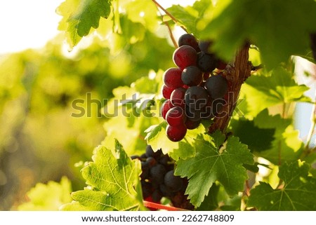 Bunch of black grape growing in the vineyard