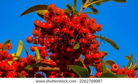 Red fruits of the evergreen plant Pyracantha in the family Rosaceae Royalty-Free Stock Photo #2262768087