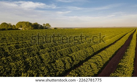 Aerial image of a beautiful coffee plantation in minas Gerais, Brazil
 Royalty-Free Stock Photo #2262781775