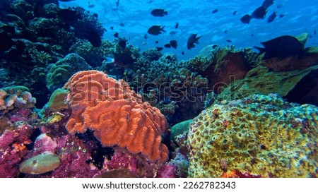 Coral Reef at Reef Building Coral at  Bunaken National Marine Park  Bunaken  North Sulawesi  Indonesia  Asia