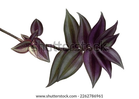 Purple and white leaf of Tradescantia zebrina Bosse, Silvery wandering jew or Silver inch plant isolated on white background included clipping path.