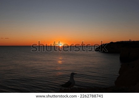 Landscape of a sunset on the ocean coast of Albufeira with a seagull in the foreground standing on the rocks