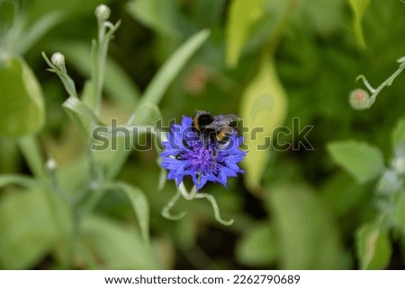 bumblebee collecting pollen from bright blue flower of the cornflower also known as bachelor's button with a blurred green background