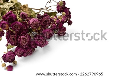 Bouquet of dry pink roses and fallen petals on a white background. Concept of loneliness or age. Sadness, unhappy love.