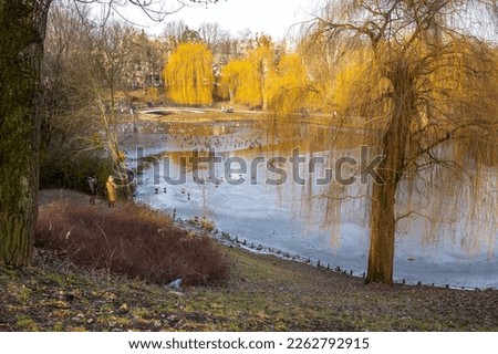 Ducks on a partially frozen city pond in winter