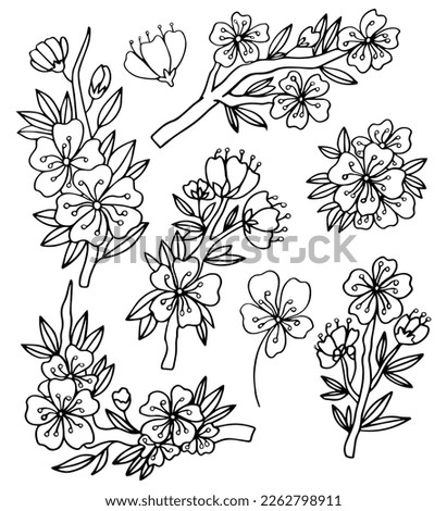 Sakura flowers blossom set, hand drawn line ink style. Black isolated on white background. Realistic floral bloom for spring japanese or chinese