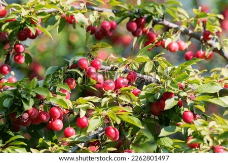 Prunus cerasifera or cherry plum. Branch with red fruits. Royalty-Free Stock Photo #2262801497
