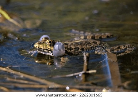 Pelophylax lessonae or Lake or Pool Frog.Frog in the pond. Royalty-Free Stock Photo #2262801665