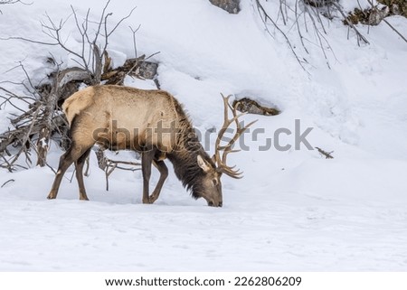 A northamerican elk walking through a forest in Ontario, Canada at a cold day in winter.
