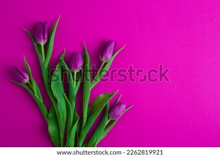 Fresh flower composition, a bouquet of pink tulips, magenta background. Greeting concept, international Women's, Valentines, or Mother's Day,