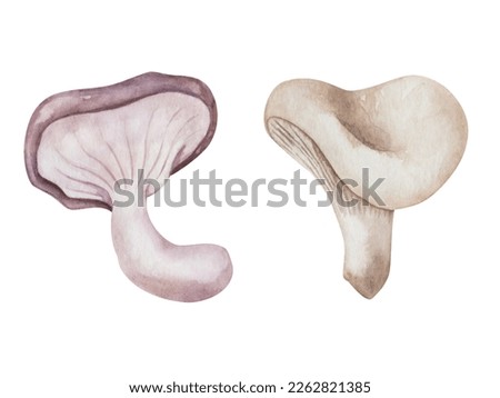 Watercolor illustration. Hand painted mushrooms in grey, beige, white, violet colors. Milk mushrooms. Edible fungus. Forest plant. Isolated food clip art for autumn fabric textile, prints, posters