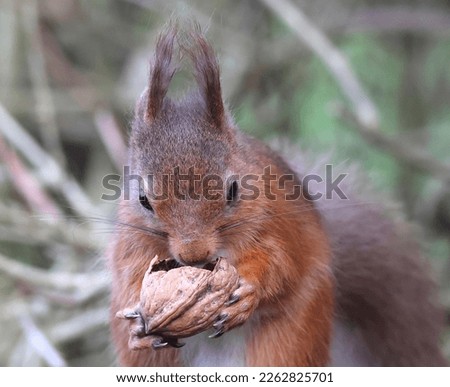 705A0819 Red Squirrel eating a walnut