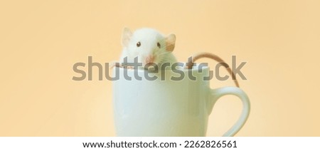 Wide animal banner with small cute white mouse, blog or website header design, blank copy space for your text