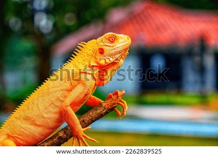 An albino iguana perched on a branch with bokeh background Royalty-Free Stock Photo #2262839525