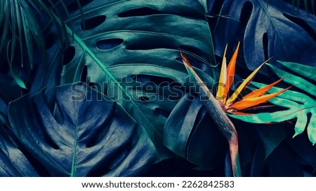 Tropical exotic flower, Closeup of Bird of Paradise or strelitzia reginae bouquet blooming on blue leaf background