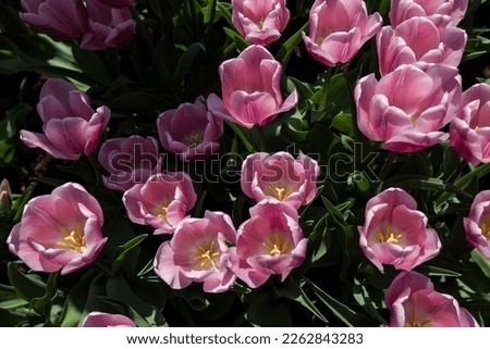 Tulips are colorful flower typically found in Holland. They bloom in summer and spring. Also, they are symbols of love.
