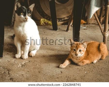 selective focus on two orange cats lying down and a black and white cat sitting on the gray concrete floor. there are also other objects behind them. this photo has been edited