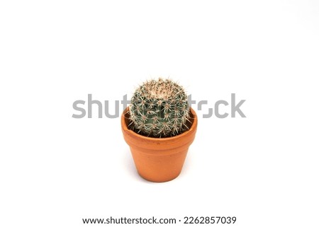 Small cactus planted in an orange pot