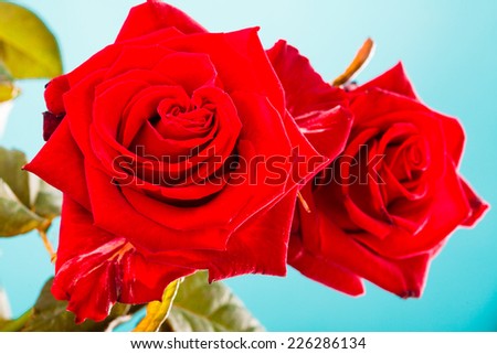 Gift for special occasion. Beautiful bouquet of blossoming red roses flowers as symbol of love on blue.