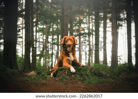 Nova Scotia Duck Tolling Retriever dog woodland nature photography