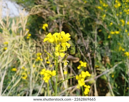 Yellow Mustard plant with flowers, natural background