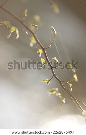 A little green plant on loft background. Beautiful cherry tree blossoming on spring. Beauty in nature. Tender cherry branches on sunny spring day outdoors. Blooming white tree. white flowering spring 