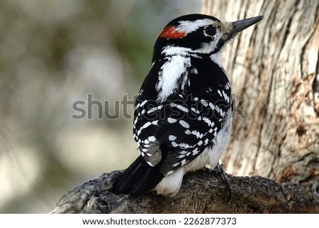 A closeup of a hairy woodpecker from the back.                                Royalty-Free Stock Photo #2262877373