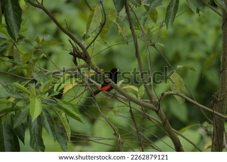 Alajuela, La Fortuna, Costa Rica, April 2, 2021. Green nature, plants and birds of different colors and shapes.