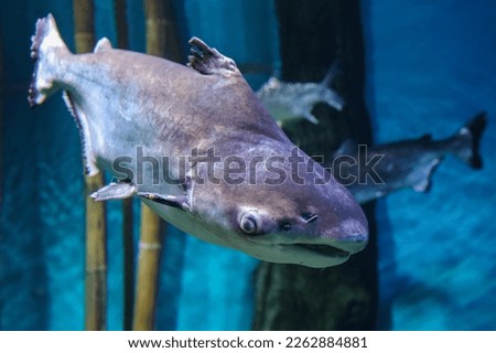 Fish under water, Giant pangasius (Pangasianodon hypophthalmus)