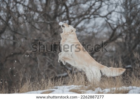 golden retriever dog in the snow. dog in winter	