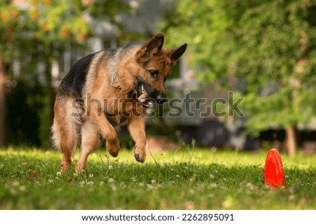 German shepherd dog trying to catch a frisbee disc Royalty-Free Stock Photo #2262895091