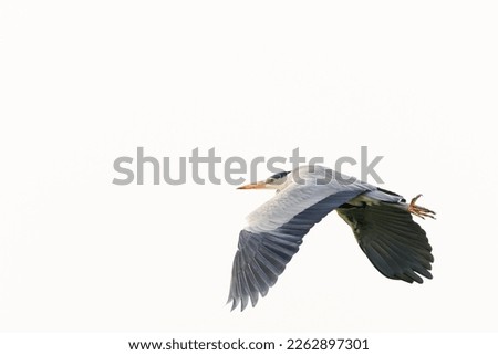 Close up of a Great Blue Heron, Ardea cinerea, flying from right down to left up, with wing down against a background of clear white sky Royalty-Free Stock Photo #2262897301