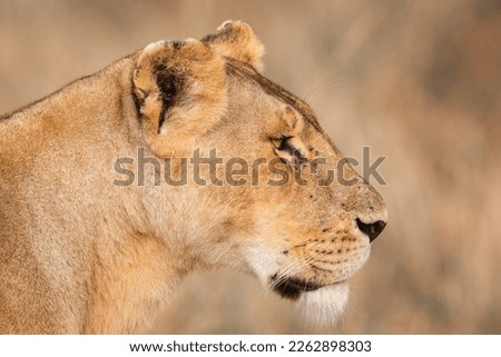 A side close up portrait of a female lion covering full frame in Masai Mara in Kenya in September in 2022
