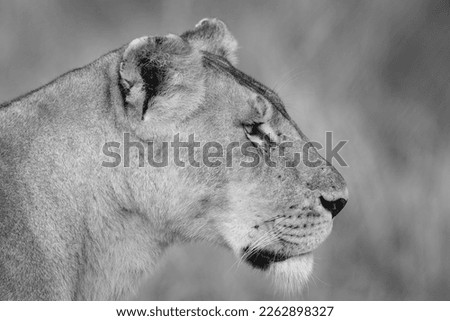 A black and white side close up portrait of a female lion covering full frame in Masai Mara in Kenya in September in 2022