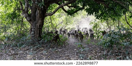 Watching a troop of baboons  in The Gambia , Africa