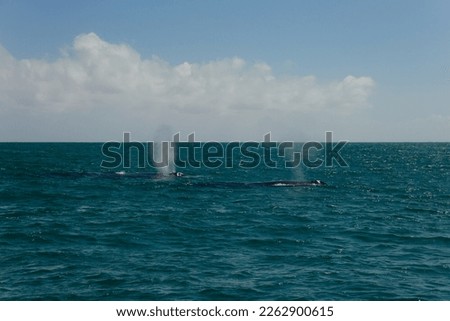 black whales swim in the sea