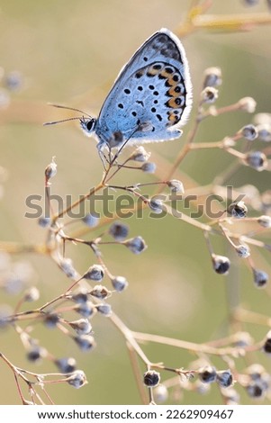 Butterfly, polyommatus icarus, common blue on a flower in the sunshine. Summer, spring.	 Royalty-Free Stock Photo #2262909467