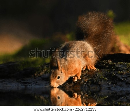 Squirrel drinks from a pond in beautiful light.