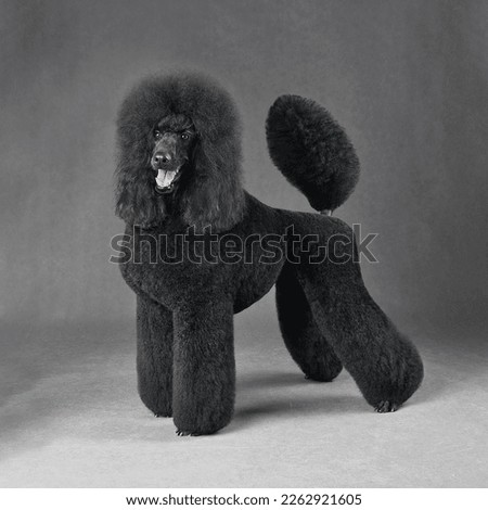 Studio shot of beautiful black poodle standing on a gray background Royalty-Free Stock Photo #2262921605