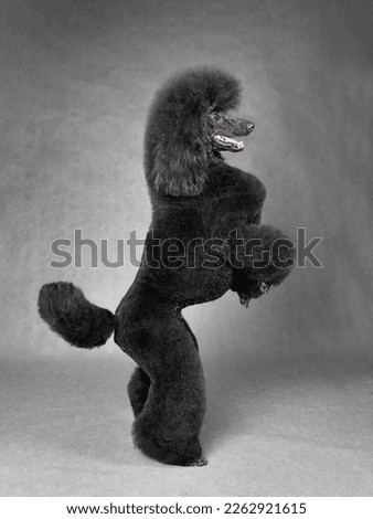 Beautiful black standard poodle dancing on a gray background Royalty-Free Stock Photo #2262921615