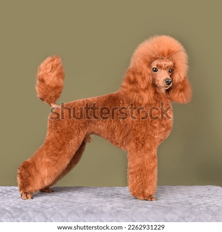 Studio shot of beautiful bright apricot poodle standing on a color background Royalty-Free Stock Photo #2262931229