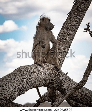 Male Chacma Baboon (Papio Ursinus) sitting on a branch at Kruger National Park, South Africa