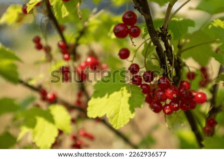 Red currants bush in the garden. Ripening red currant berries for publication, design, poster, calendar, post, screensaver, wallpaper, postcard, banner, cover, website. High quality photography