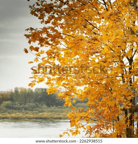 Autumn landscape, yellowed maple on the river bank