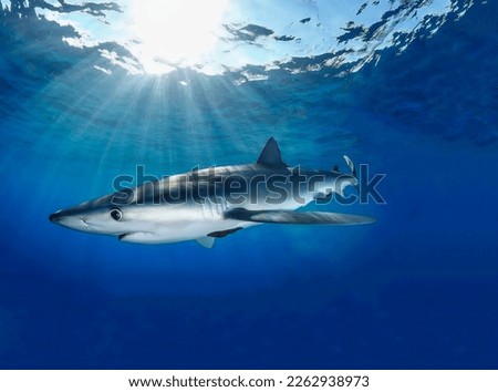 A delightful large blue shark mako proudly swims in the rays of light penetrating the blue thickness of the sea water