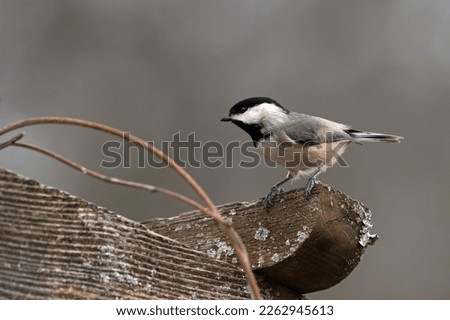 Black-capped Chickadee perched on arbor